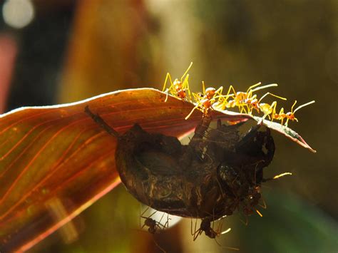 A group of weaver ants doing a team work for biting a cicadas insects