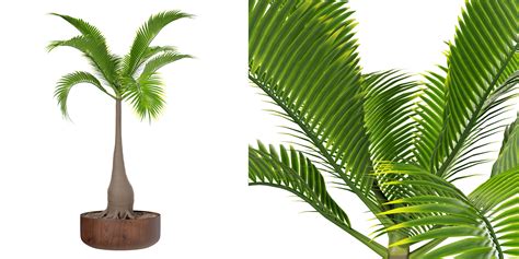 Bottle Palm Tree Hyophorbe Lagenicaulis Indoor Plants Blender Market