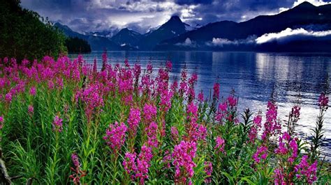 Lake Flowers Wallpapers - Top Free Lake Flowers Backgrounds ...