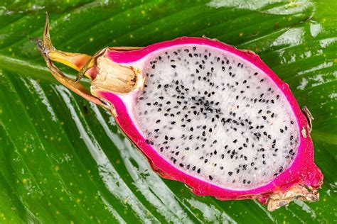 Pitahaya pitaya o fruta del dragón Características propiedades y