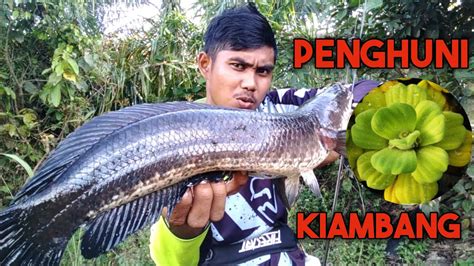 Mancing Ikan Gabus Besar Dibawah Kiambang Youtube