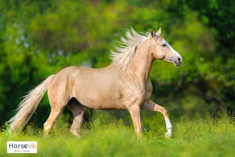 Palomino Horse Facts, Origins & Characteristics (W/ Pictures)