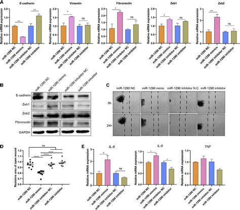 Mir Regulates The Emt Process Of Hec A Cells A The Expression