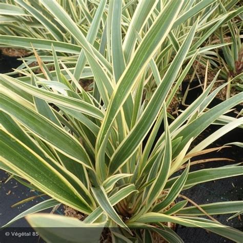 Phormium Tenax Duet