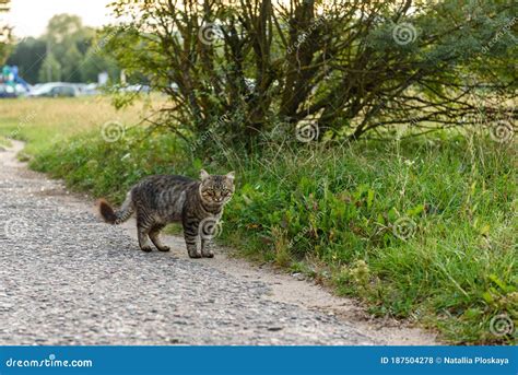 Gato Sem Teto Andando Na Rua Foto De Stock Imagem De Gatinho Fofofo