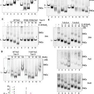 Model For Mukb And Topo Iv Condensation Of Linear Dna I Mukb Bound