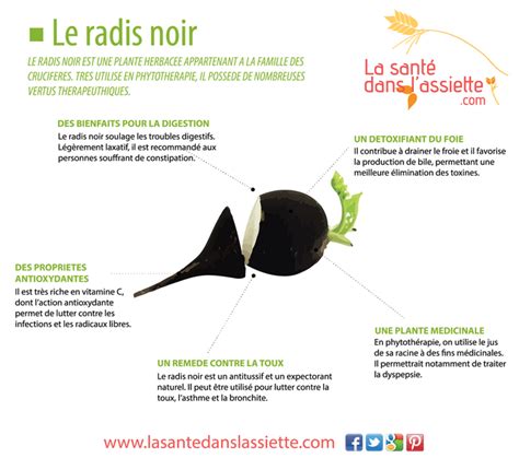 La Sant Dans L Assiette Fiche Pratique Les Bienfaits Du Radis Noir