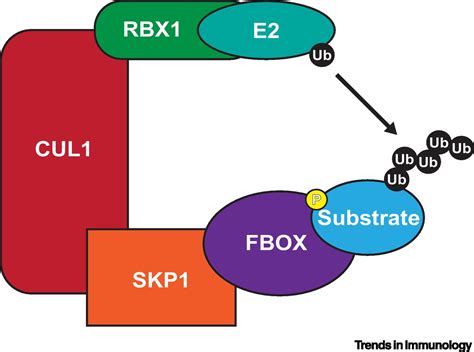 Regulation Of Normal And Malignant Hematopoiesis By FBOX Ubiquitin E3