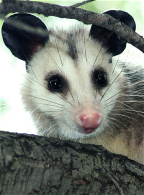 Opossum Facts - Animal Facts Encyclopedia