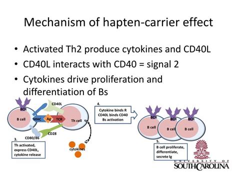 Ppt Cell Cell Interactions In Immune Responses Powerpoint