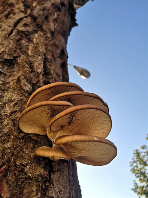 El Reino Fungi Un Fantástico Mundo Poblado De Hongos