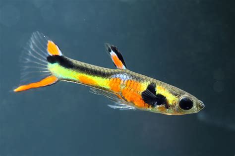 Endlers Guppy Red Chest Poecilia Wingei Aquarium Onlineshop