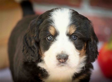 Tri Colored Mini Bernedoodle Walnutvalleypuppies Cute Adorable