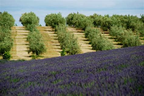 Von Aix En Provence Aus Lavendel Erlebnis Gorges Du Verdon