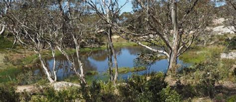 Brandy Creek Mine To Cobungra River 7km Alpine National Park Vic