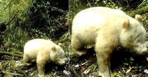 Cute albino panda spotted at Si Chuan, China nature reserve for first ...