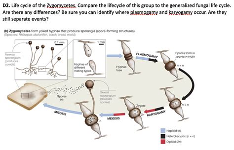 Solved Generalized Fungal Life Cycle Fungi Illustrate