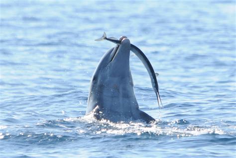 Floridas Wild Dolphins Reveal Unique Social Feeding Behavior Taras