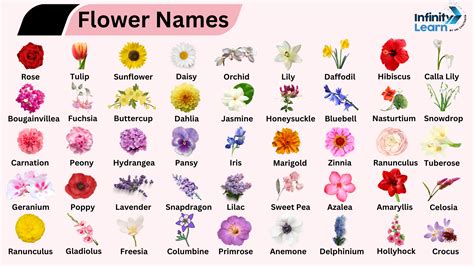 All Flowers Names In English To Telugu With Pictures Best Flower Site