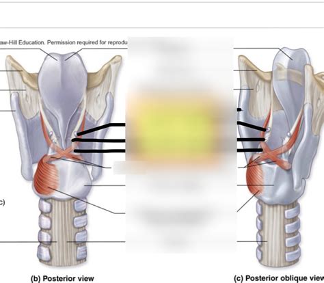 Larynx Model Diagram Quizlet