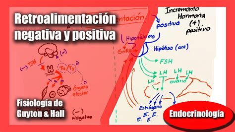 Retroalimentación Negativa Y Positiva Fisiología De Guyton And Hall Andrés Samaniego Youtube