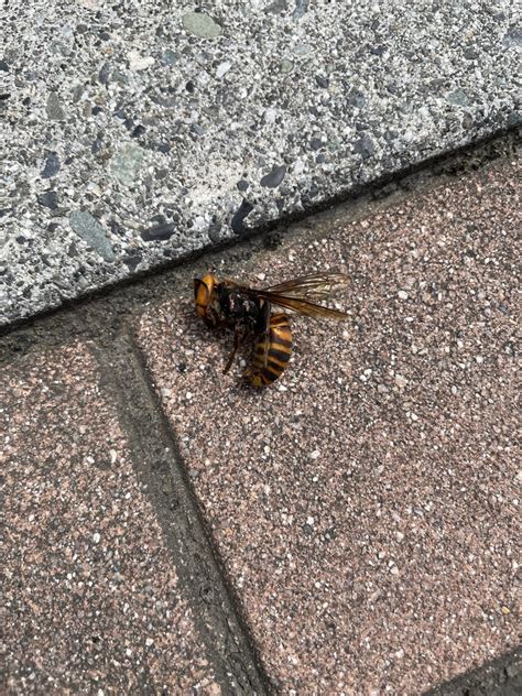 Japanese Giant Hornet From Fuji Hakone Izu National Park