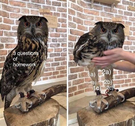 Those Problems Suck Ass R Memetemplatesofficial