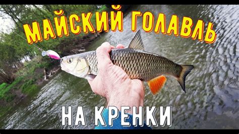 Ловля голавля на кренки. Жадные поклевки. - YouTube