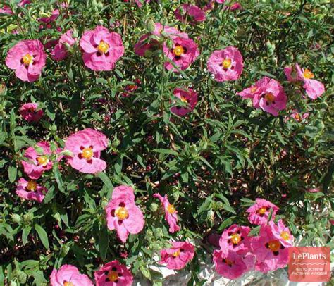 Ладанник (Cistus) — описание, выращивание, фото | на LePlants.ru