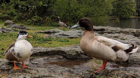 UK - What Breed of Duck are These Two? : whatsthisbird