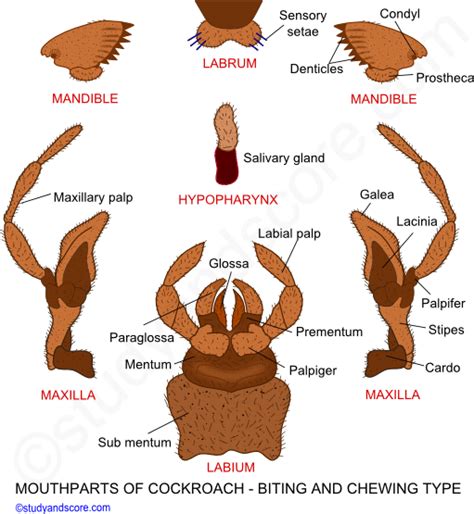 In Mouth Parts Of Cockroach Galea And Lacinia Form Part Of