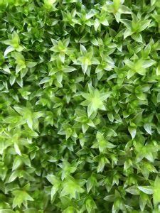 Chapter Sex And Reproduction In Non Seed Plants Inanimate Life