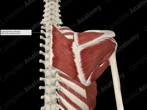 Supraspinatus Muscle | Complete Anatomy