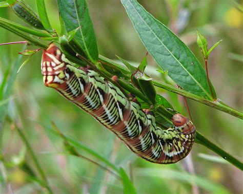 Banded Sphinx Moth Caterpillar Eumorpha Fasciatus Flickr Photo