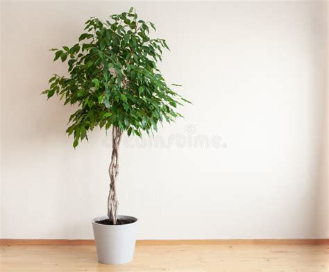 Plantes D Int Rieur Verte De Ficus Benjamina De Grande De Longue Tige