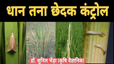 धान तना छेदक का आसानी से कंट्रोल Paddy Stem Borer Control Stem Borer Life Cycle Khetikadoctor