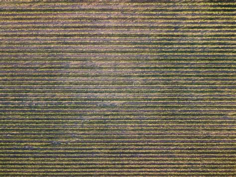 Aerial View Of Vineyards Field Plantation On Sunset Cinematic Drone