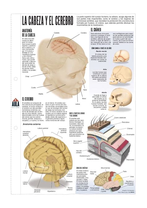 La Cabeza Y El Cerebro By Pedro Márquez Issuu