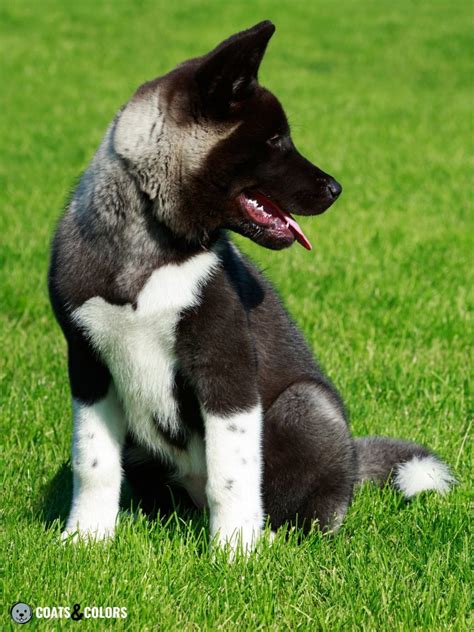 American Akita Coat Colors Coats And Colors