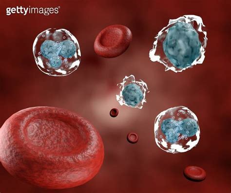 leucocyte and basophile in the blood vessel 이미지 1587044821 게티이미지뱅크