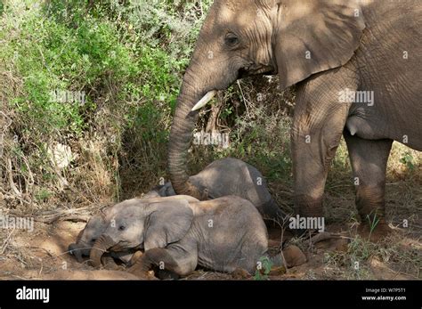 Caring Elephants Hi Res Stock Photography And Images Alamy