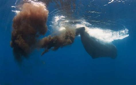 Caca De Baleine Aubaine Pour Lécologie De La Planète