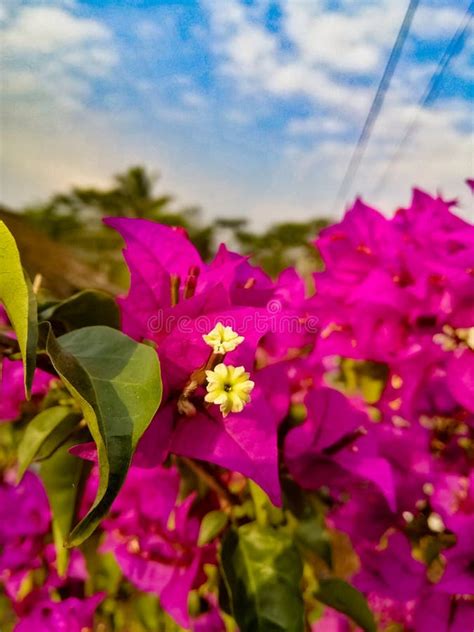 Bougainvillea Spectabilis Also Known As The Great Bougainvillea Is A