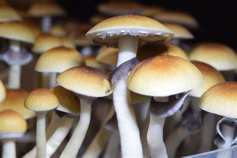 Penis Envy 6 Тexas Споры грибов Psilocybe Cubensis Грибная Культура