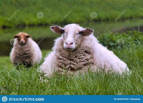 Esquartejamento De Duas Ovelhas Brancas De Texel Assentes Em Pasto