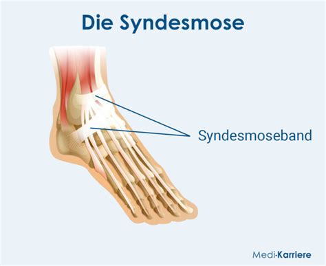 Syndesmose Anatomie Aufbau Und Funktion Medi Karriere