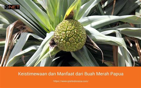 Buah Merah Papua Manfaat Sinau