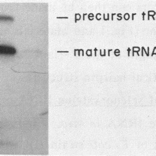 Autoradiogram Of A Northern Blot Of E Coli Trna Probed With The