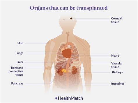 HealthMatch - 3D-Printed Organs Are The Future Of Transplantation