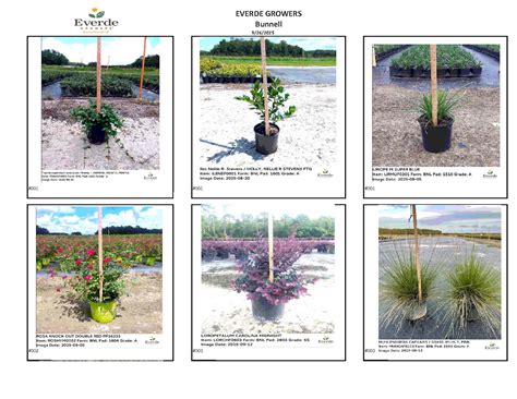 Hot Sheets Everde Growers